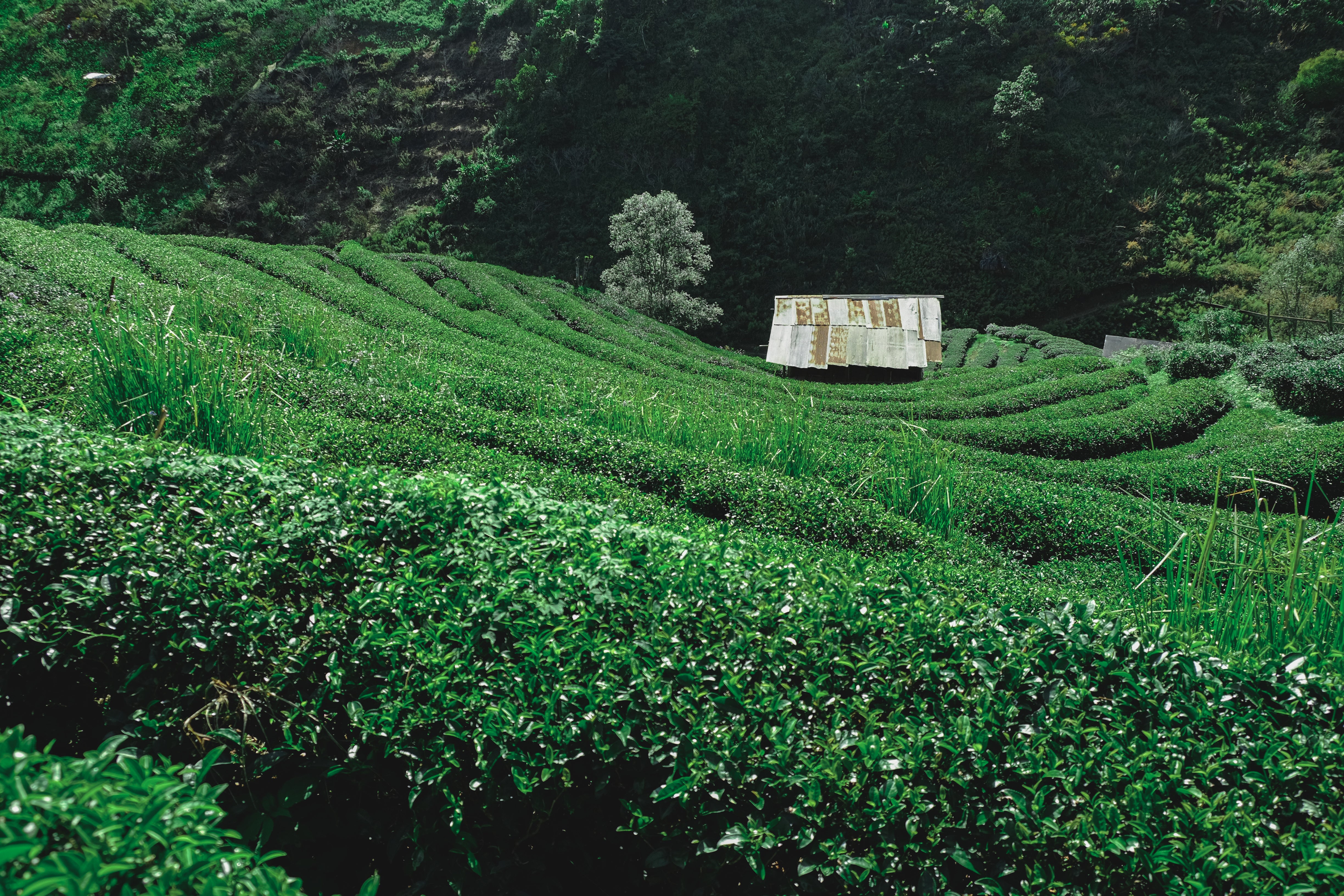 Discover the Essence of Vietnamese Matcha: Nature's Green Elixir